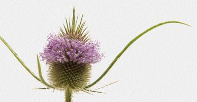 La bardane, l'allié naturel de votre peau