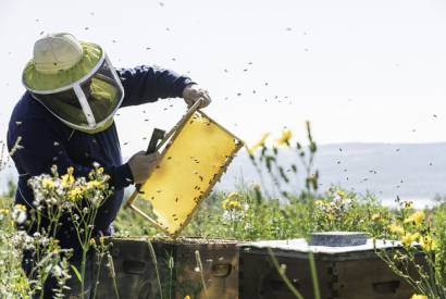 Royal Jelly, natural perfection
