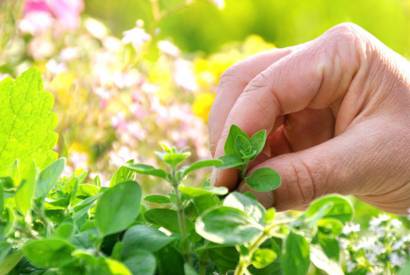 La phytothérapie, une science reconnue