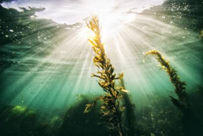 Le fucus : algue des compléments de régime