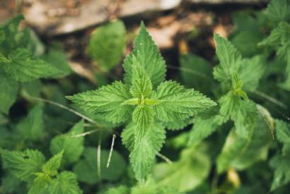 Nettle: a plant with amazing hidden benefits!