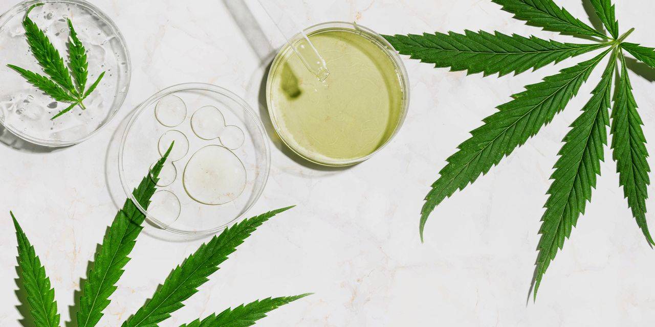 CBD: all about cannabidiol