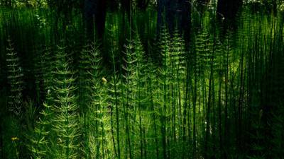 La prêle, l’alliée préhistorique de vos os et de vos articulations