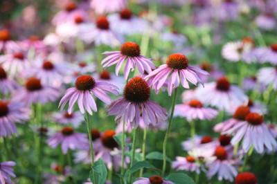 Les étonnantes vertus de l’échinacée !